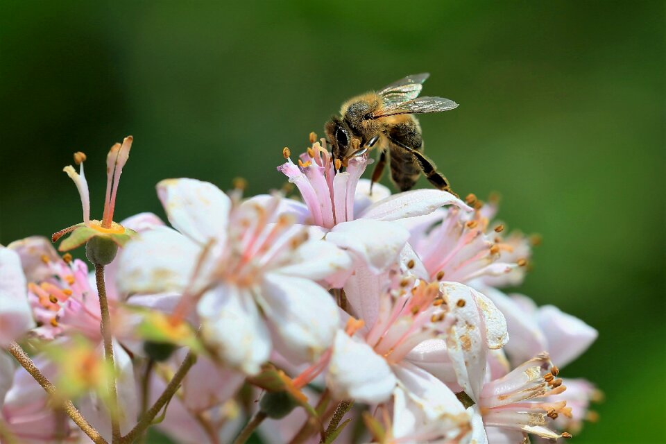 Bug flower bee