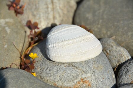 Rocks shells stones photo