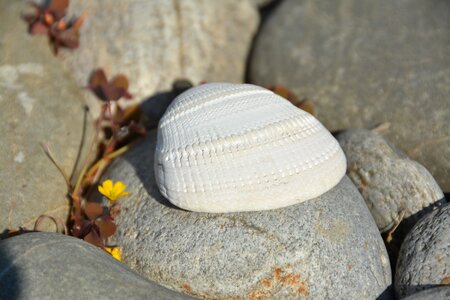 Rocks shells stones