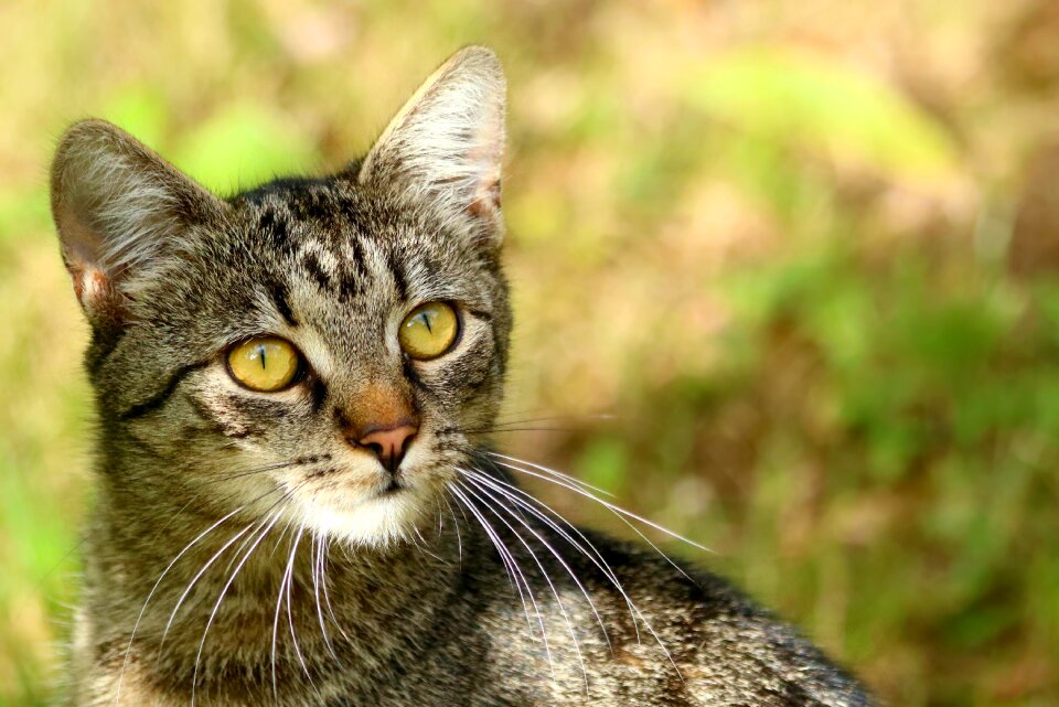 View tabby mammal