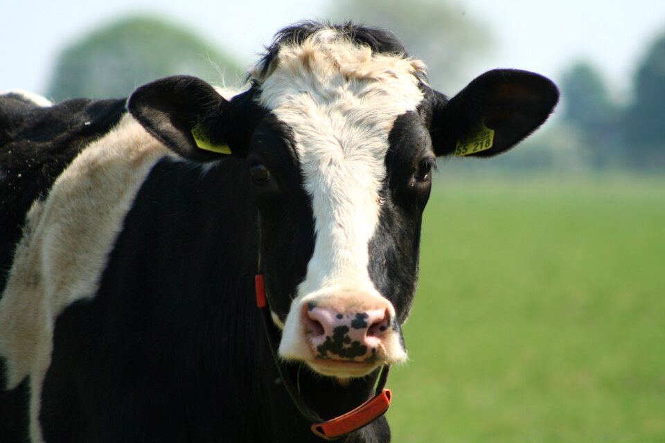 Farm black-and-white cow netherlands