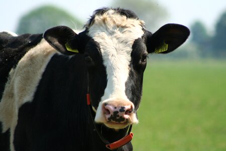 Farm black-and-white cow netherlands
