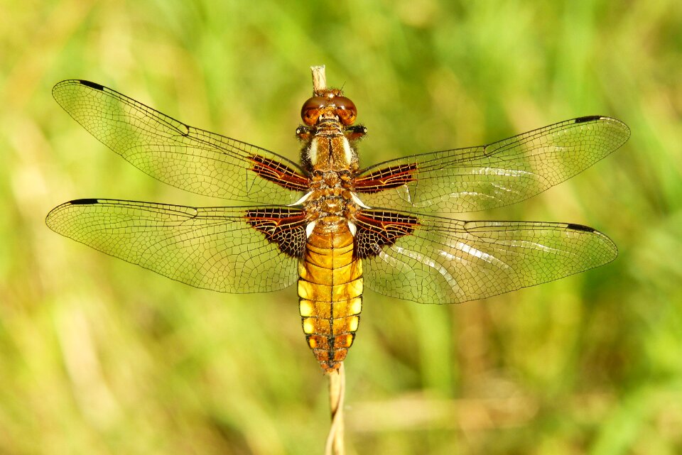 At the court of dragonflies różnoskrzydłe nature