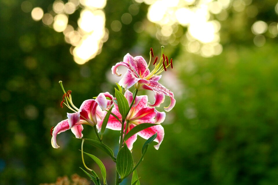 Plant flowering bokeh