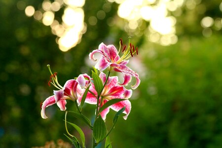 Plant flowering bokeh