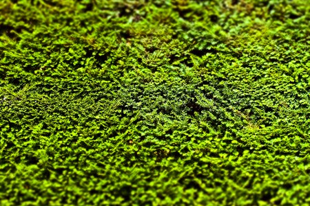 Book green evergreen
