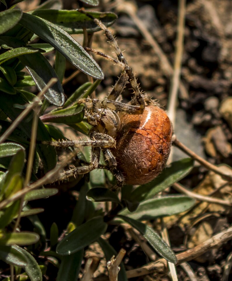 Insect hairy nature