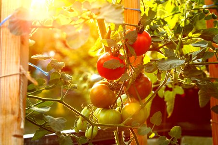 Mature healthy garden