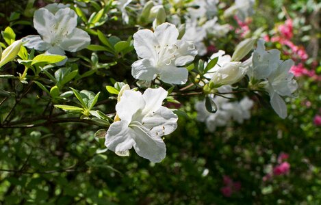 Blossom bloom shrub photo