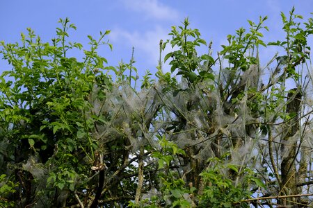 Butterflies insect tree