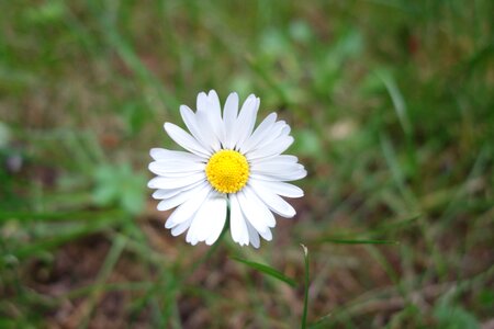 Blossomed petal smile