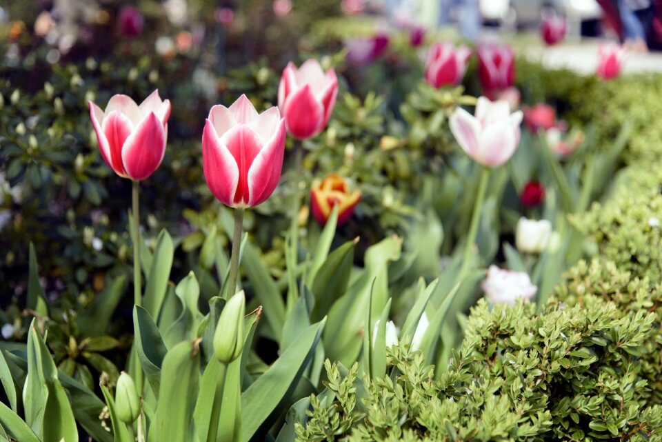 Color tulips garden