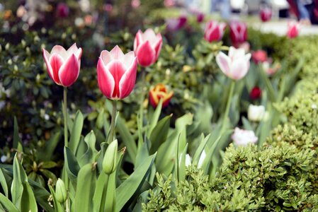 Color tulips garden photo