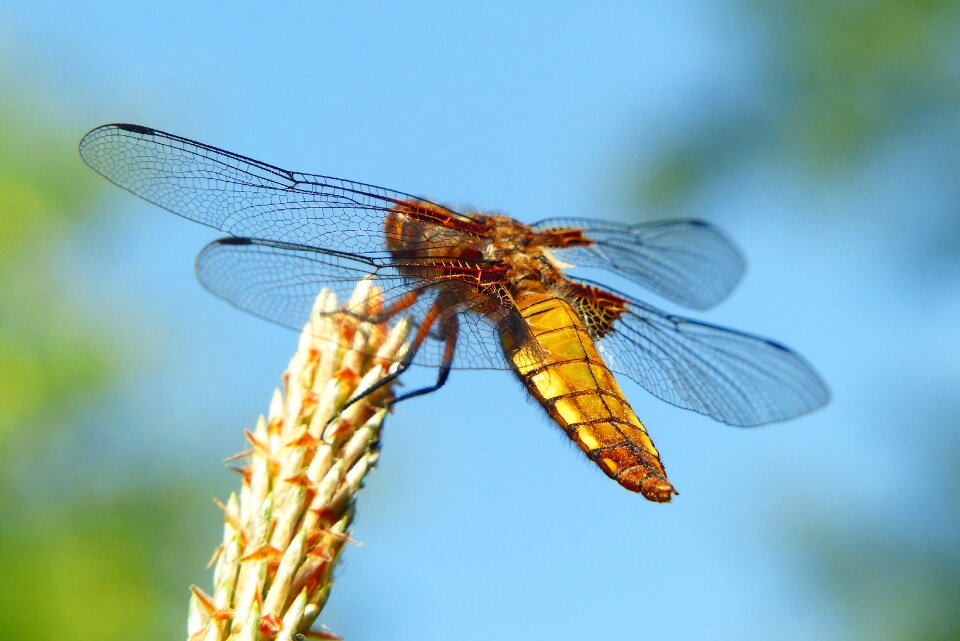 At the court of dragonflies różnoskrzydłe nature