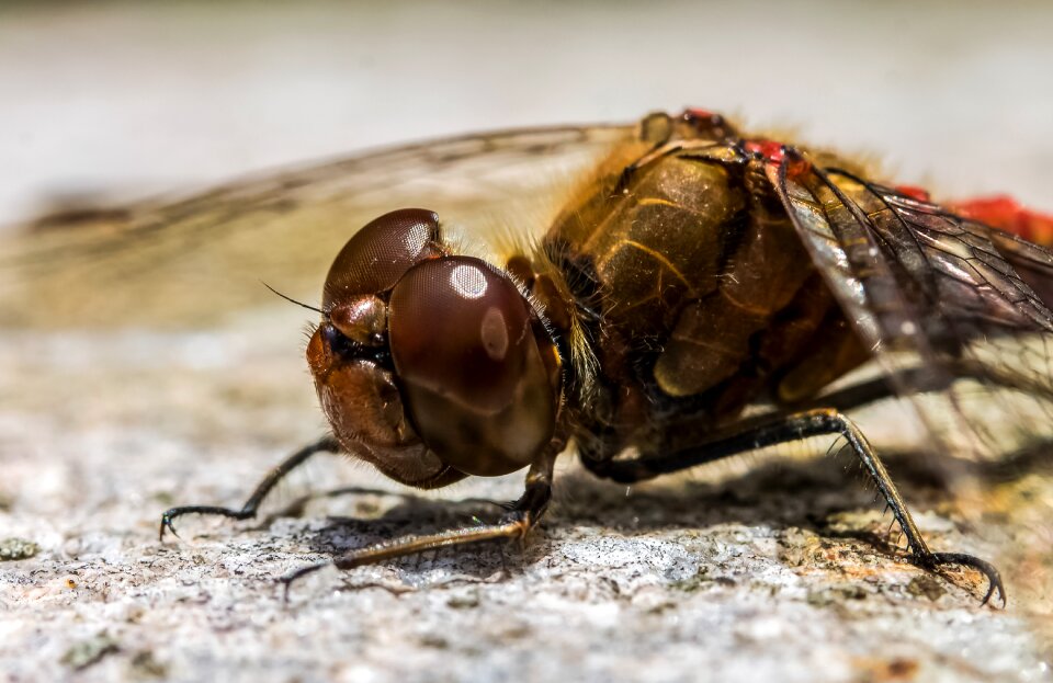 Arthropod insect eyes eye photo