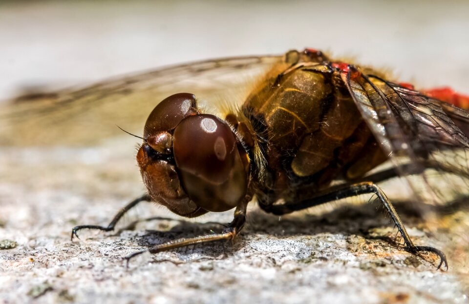 Arthropod insect eyes eye