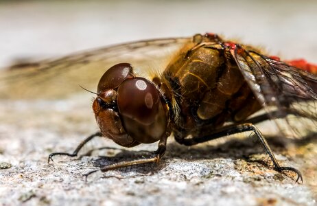 Arthropod insect eyes eye photo