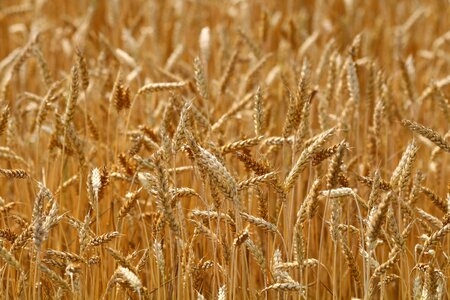 Field mature harvest