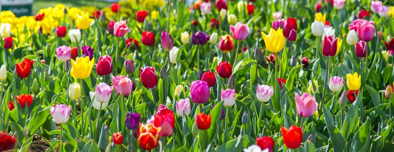 Color tulips garden
