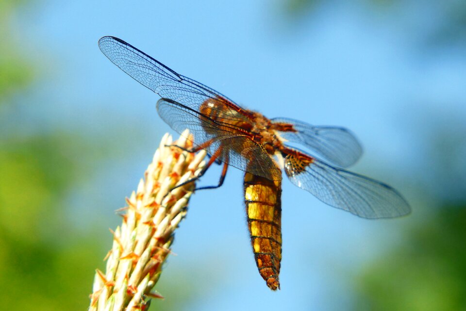 At the court of nature dragonfly płaskobrzucha