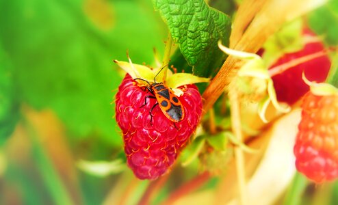Red raspberry fruit animals