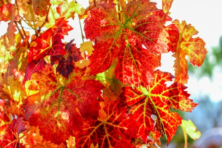 Autumn red color