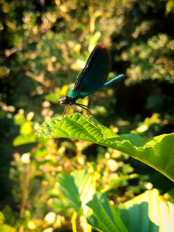 Stab ważka insect