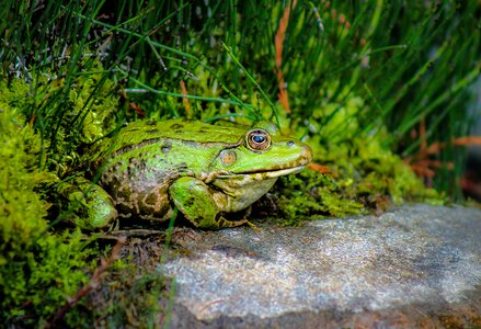 Amphibian water aquatic