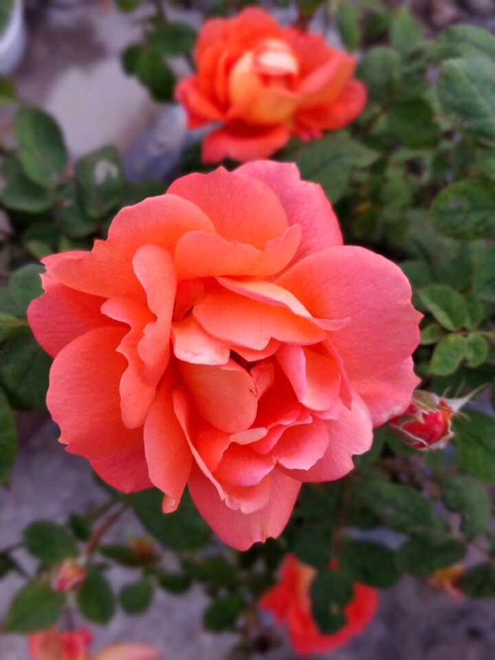 Nature flora garden