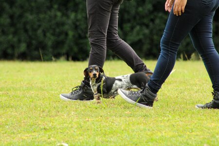 Domestic animals canine puppy