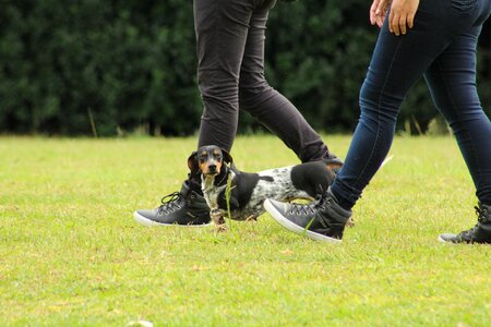 Domestic animals canine puppy photo