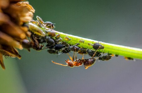 Macro insect nature