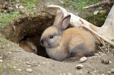 Hare pet easter