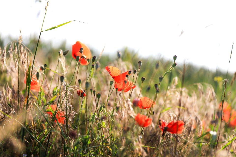Field meadow red flower