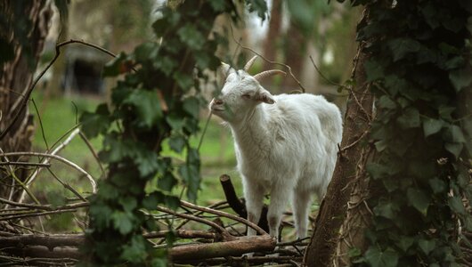 Goat animal nature