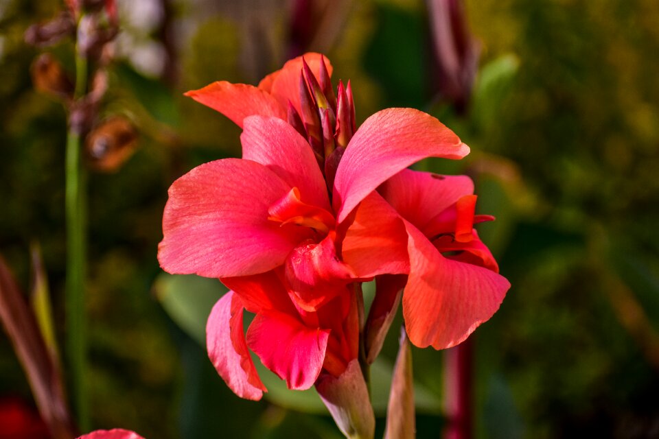 Bella nature spring