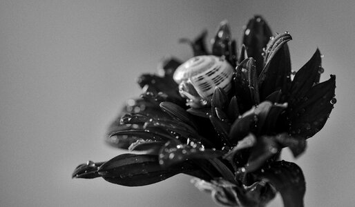 Black and white macro nature photo