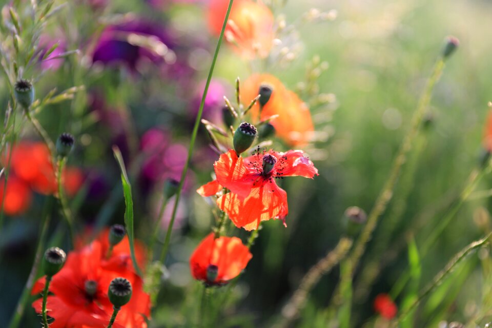 Field meadow purple flower