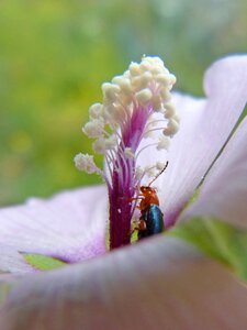 Pistils stamens flower photo