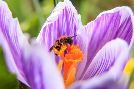 Pollen spring flower crocus flower