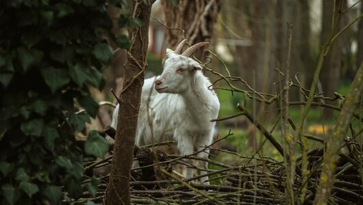 Goat animal nature