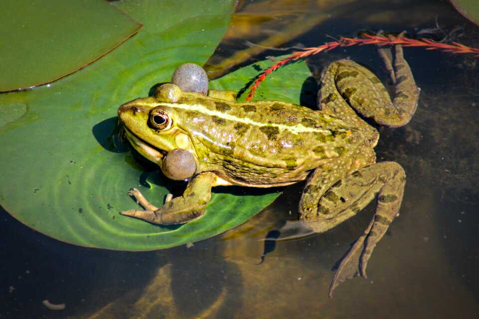Reptiles fauna water lily