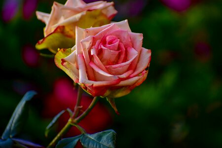 Bella flower plant photo