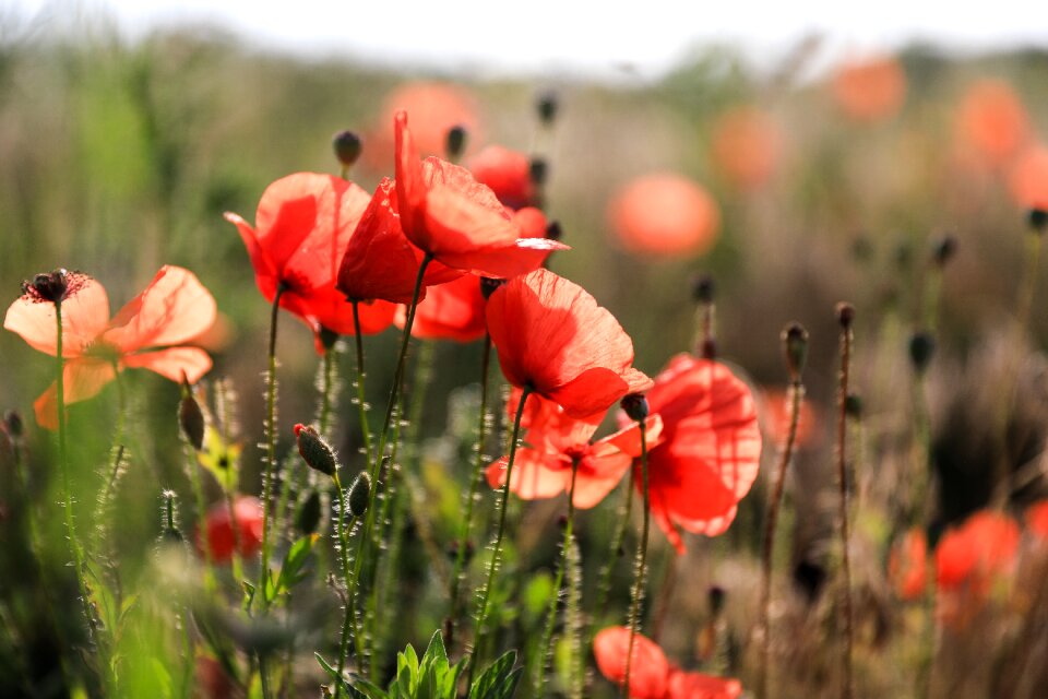 Field meadow red flower