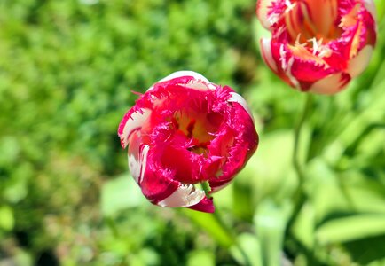 Summer garden floral photo