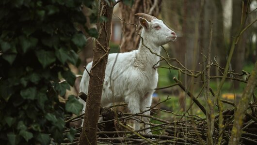 Goat animal nature