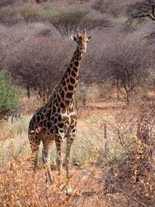 Etosha giraffe africa