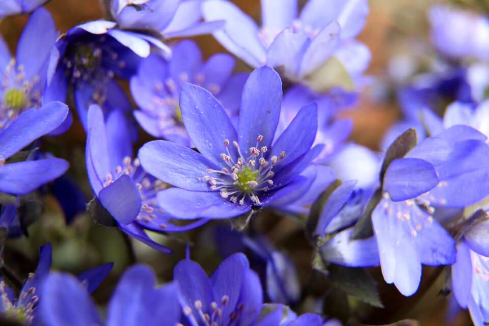 Forest flower spring nature