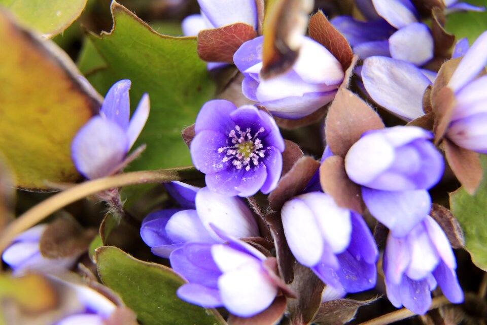 Forest flower spring nature