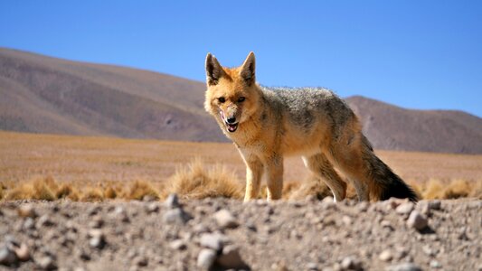 Animal desert bolivia